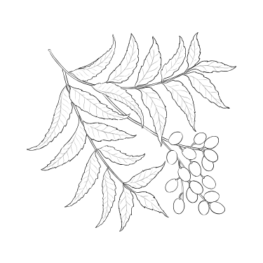Neem Extract