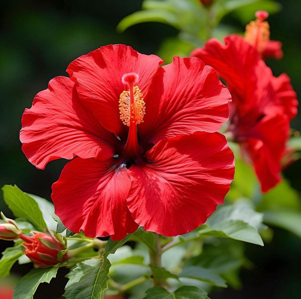 Hibiscus